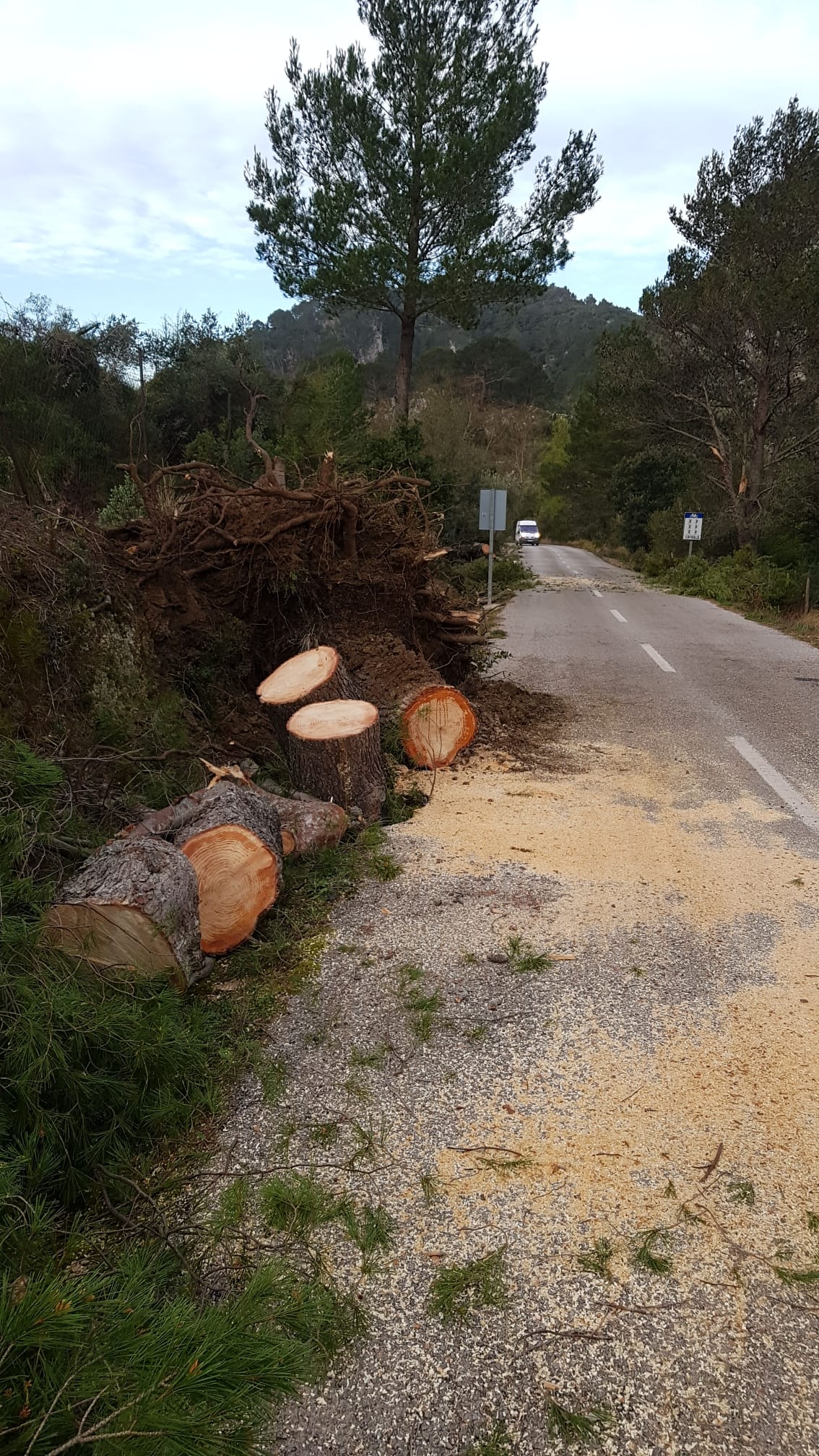 Caiguda de pins a la carretera entre Orient i Bunyola. 