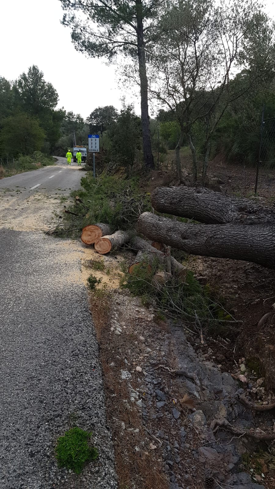 Caiguda de pins a la carretera entre Orient i Bunyola. 