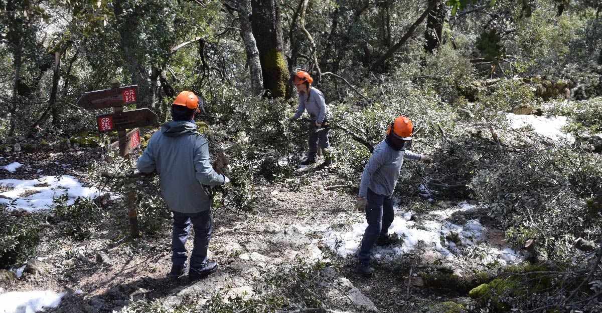 Neteja forestal de diferents trams de la Ruta de Pedra en Sec afectats per la borrasca Juliette