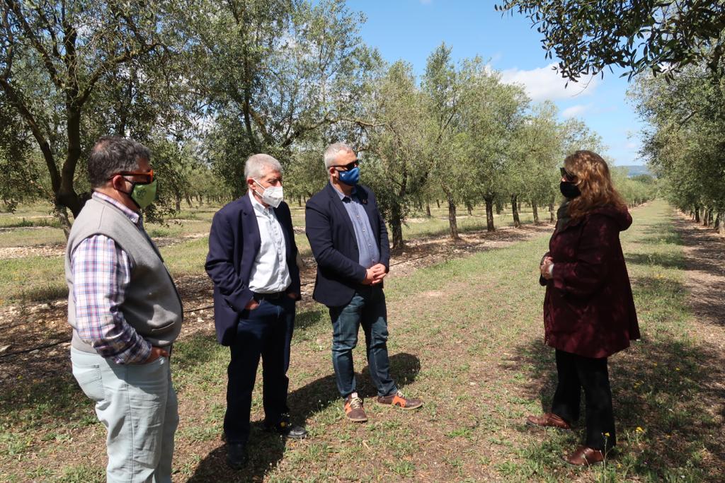 El conseller Jaume Alzamora, el director Joan Font, el president de la DO Oli de Mallorca, Joan Mayol, i Tiffany Blackman (delegada) durant la visita a Aubocassa.