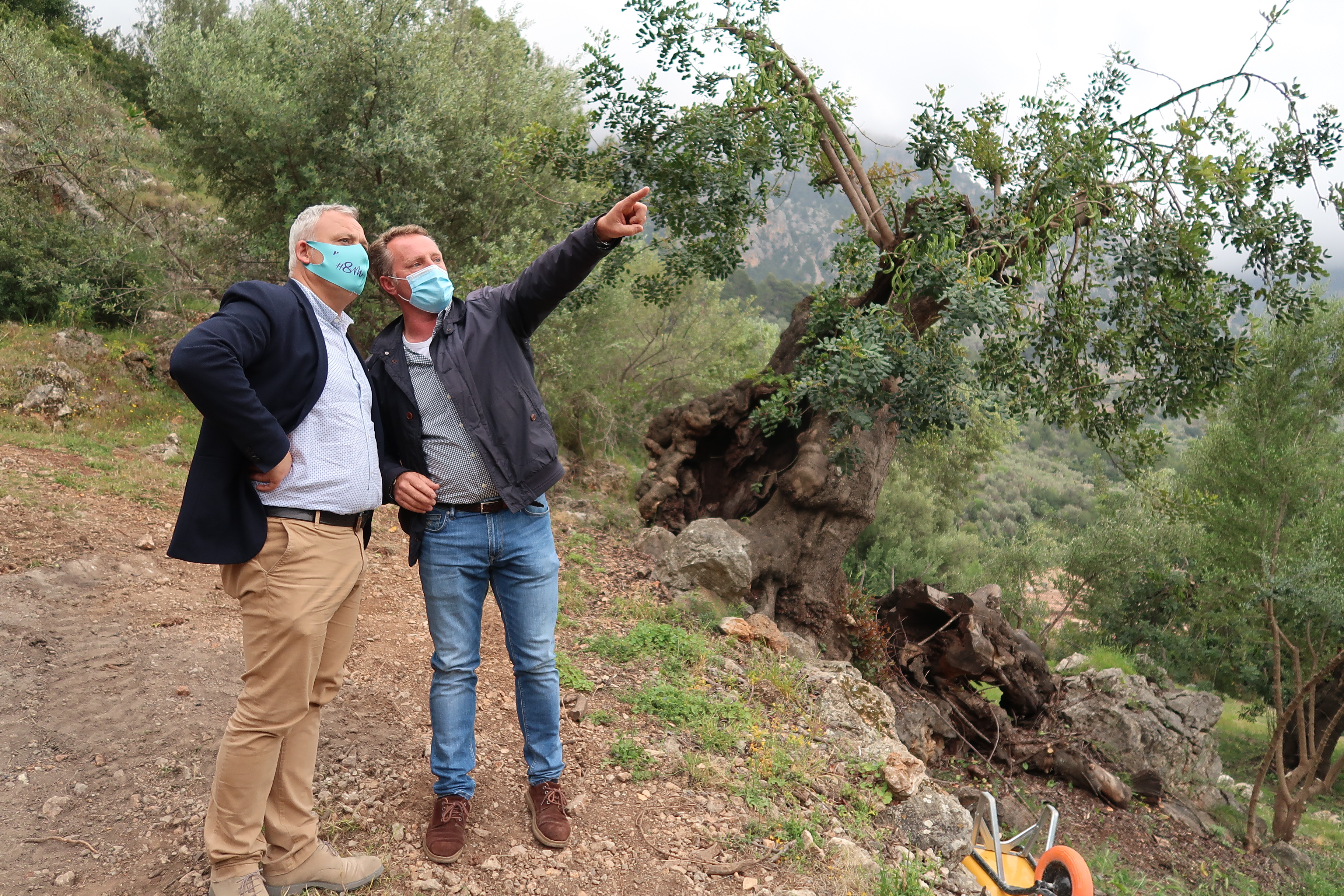 El conseller Jaume Alzamora amb el batle Xisco Marroig als terrenys municipals on es desenvolupa un projecte per difondre la citricultura del municipi de Fornalutx.