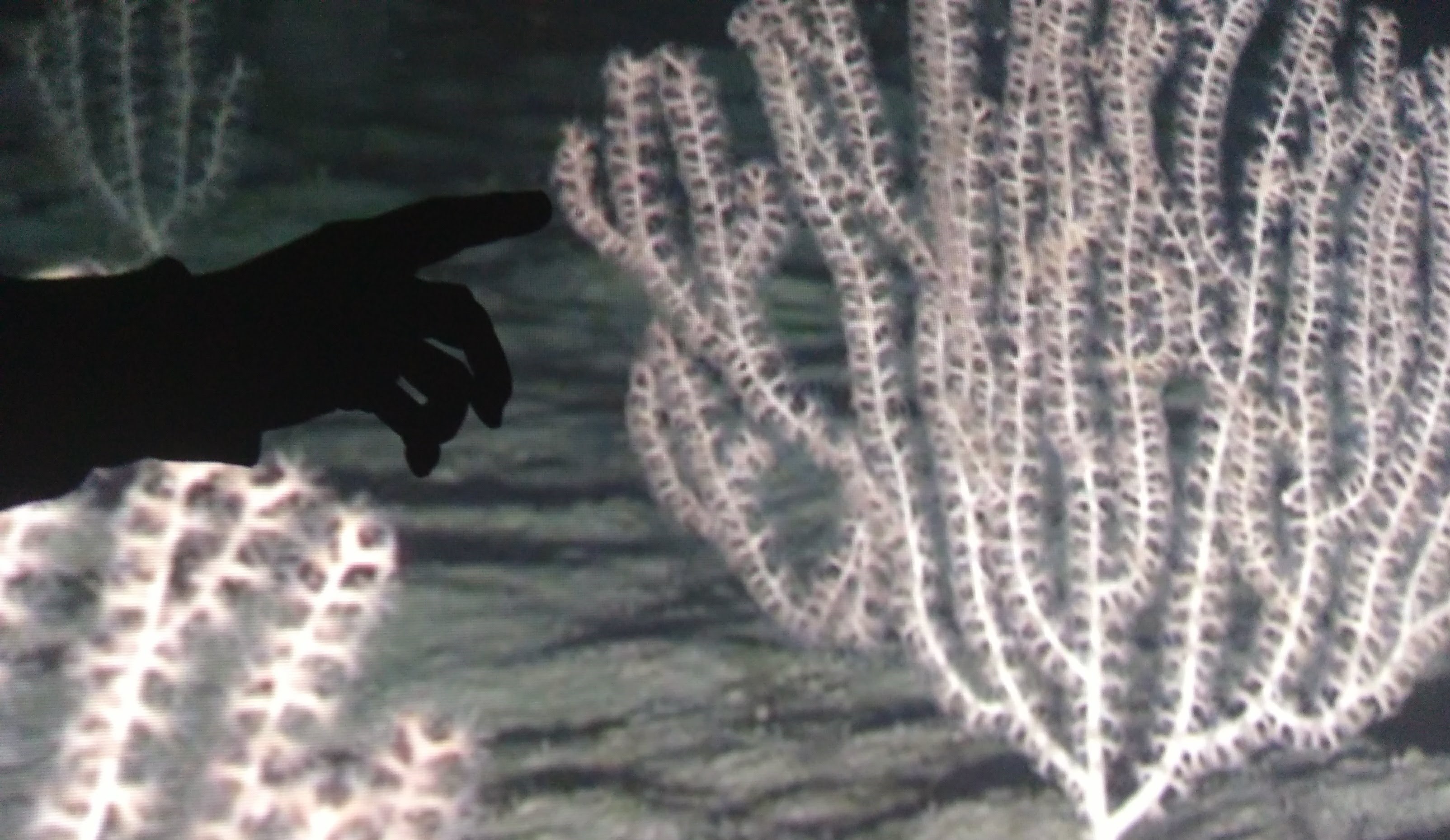 Espectáculo Clea en el bosque de coral